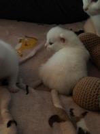 Leuke lieve kittens, Dieren en Toebehoren, Katten en Kittens | Overige Katten, Meerdere dieren