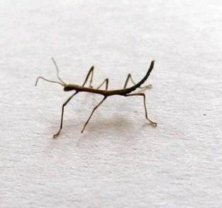 Gratis Indische wandelende takken - baby takjes nimfen tak beschikbaar voor biedingen