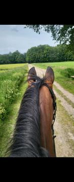 Enthousiaste groom gezocht, Dieren en Toebehoren, Paarden en Pony's | Overige Paardenspullen, Ophalen