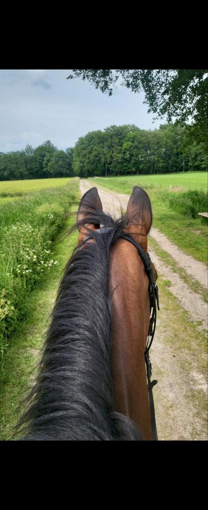 Enthousiaste groom gezocht, Dieren en Toebehoren, Paarden en Pony's | Overige Paardenspullen, Ophalen