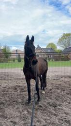 Te koop: Sportieve en lieve merrie (NRPS)  – 1.68m –, Dieren en Toebehoren, Paarden, Merrie
