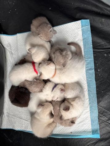 Britse korthaar kittens - 2 nestjes beschikbaar voor biedingen