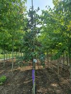 Sierappels Malussen in veel soortjes en maten, Tuin en Terras, Planten | Bomen, Ophalen of Verzenden, Lente, Volle zon, Overige soorten