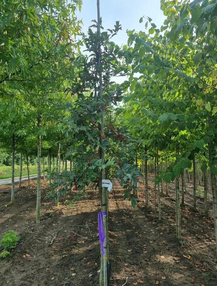 Sierappels Malussen in veel soortjes en maten, Tuin en Terras, Planten | Bomen, Overige soorten, Volle zon, Lente, Ophalen of Verzenden
