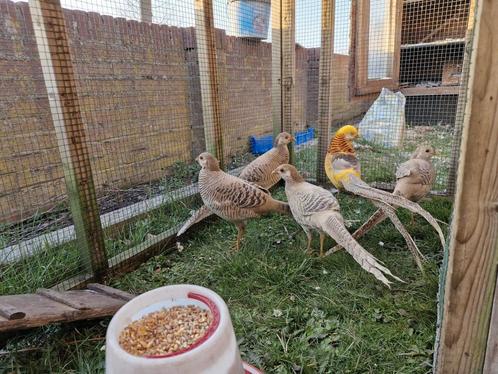 Gele goud fazant eieren, Dieren en Toebehoren, Pluimvee, Overige soorten, Geslacht onbekend