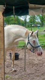 Ter dekking perlino hengst 1.57, Dieren en Toebehoren, Paarden en Pony's | Dekhengsten en Fokmerries