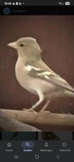 Botvink pop, Dieren en Toebehoren, Vrouwelijk