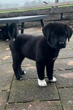 Zwarte Labrador kruising Pup (Australian Shepherd) Reutje, Dieren en Toebehoren, Rabiës (hondsdolheid), 8 tot 15 weken, Labrador retriever