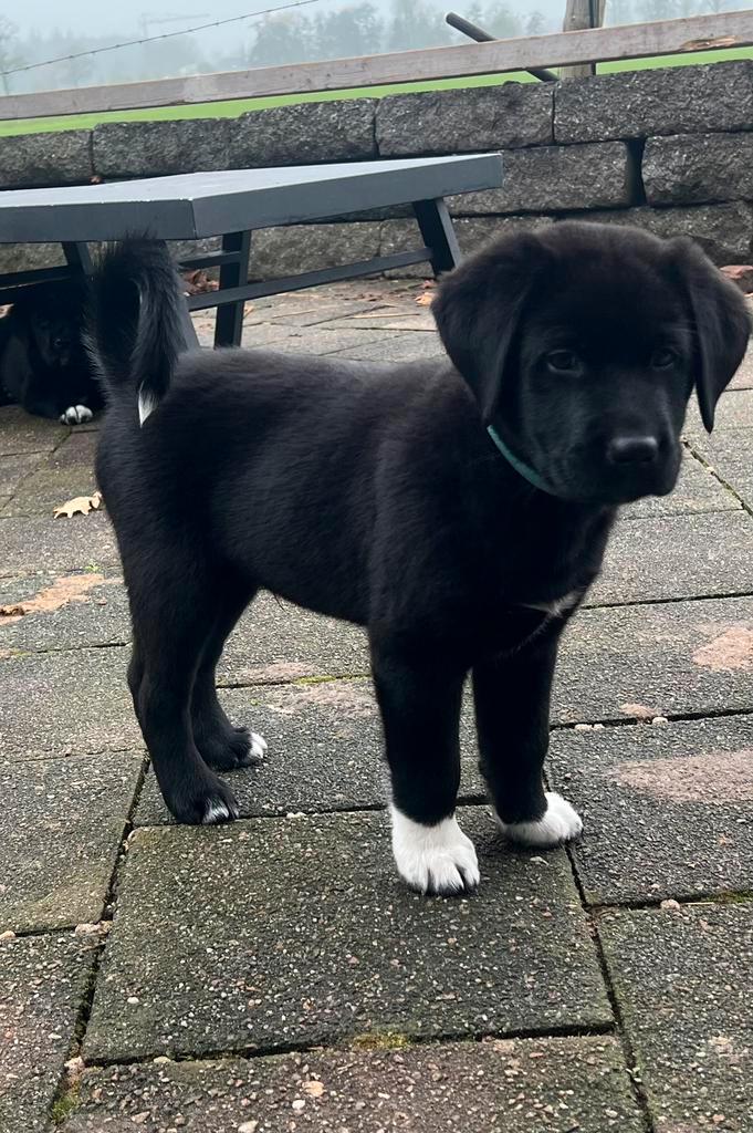 Zwarte Labrador kruising Pup (Australian Shepherd) Reutje, Dieren en Toebehoren, Honden | Retrievers, Spaniëls en Waterhonden