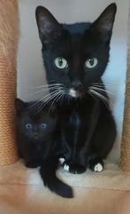 Kittens, Dieren en Toebehoren, Ophalen