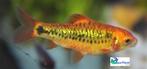 Goud Barbeel, Dieren en Toebehoren, Vis, Zoetwatervis, Schoolvis