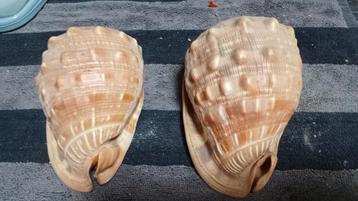 grote, cassis rufaschelp beschikbaar voor biedingen