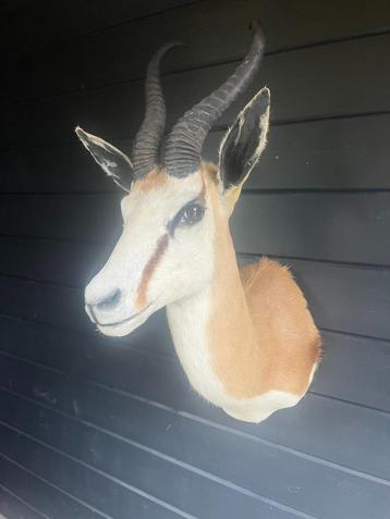 Opgezette springbok beschikbaar voor biedingen