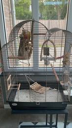 Gezonde Pineapple Conure + kooi en speeltjes (50 tekens), Geslacht onbekend, Dwergpapegaai of Agapornis, Geringd