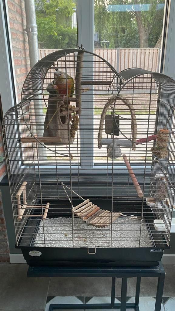 Gezonde Pineapple Conure + kooi en speeltjes (50 tekens), Dieren en Toebehoren, Vogels | Parkieten en Papegaaien, Dwergpapegaai of Agapornis