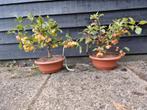 Mini Sierappel Boompjes, Lente, Minder dan 100 cm, Volle zon, In pot