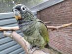 Jonge tamme Pionus-papegaaien., Dieren en Toebehoren, Vogels | Parkieten en Papegaaien, Vrouwelijk, Papegaai, Geringd