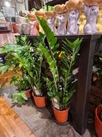 Zamioculcas (zz-plant), Overige soorten, In pot, Minder dan 100 cm, Groene kamerplant