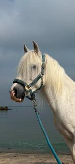Vrolijke Welsh ruin aangeboden, Dieren en Toebehoren, Pony's, Ruin, B pony (1.17m tot 1.27m), 11 jaar of ouder, Ingeënt