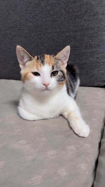 Aanhankelijke kat met unieke kleuren zoekt een nieuw thuis beschikbaar voor biedingen