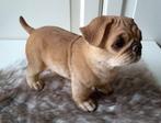 Beeld hond Mopshond polystone, Ophalen of Verzenden, Zo goed als nieuw, Dier