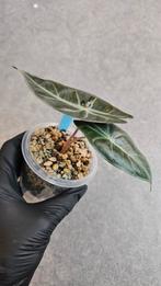 Alocasia Pink Dragon, Ophalen of Verzenden, Halfschaduw, Minder dan 100 cm