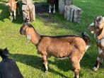 Nubische bokjes, Dieren en Toebehoren, Schapen, Geiten en Varkens, Mannelijk, Geit