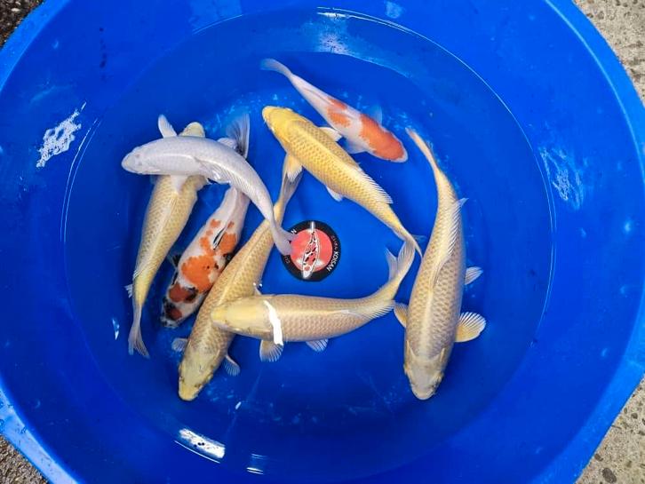 UITVERKOOP Diverse Japanse koi karper | Koikarpers, Dieren en Toebehoren, Vissen | Vijvervissen, Karper of Koi