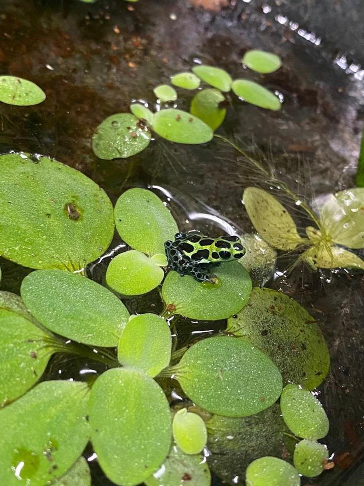 Vier kleine gifkikkers Ranitomeya variabilis