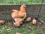 4 kuikens Orpington, Dieren en Toebehoren, Pluimvee, Geslacht onbekend, Kip