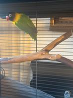 Dwerg papegaai, Dieren en Toebehoren, Vogels | Parkieten en Papegaaien, Mannelijk, Papegaai