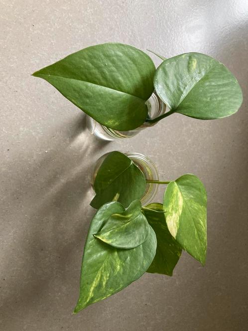 Epipremnum aureum stekjes te koop, Huis en Inrichting, Kamerplanten, Overige soorten, Minder dan 100 cm, Ophalen of Verzenden