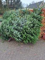 Kerstbomen: Nordmann, Fraserie, Omorica & meer!, Tuin en Terras, Ophalen of Verzenden