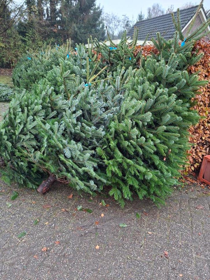 Kerstbomen: Nordmann, Fraserie, Omorica & meer!, Tuin en Terras, Planten | Bomen, Ophalen of Verzenden