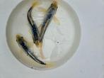 Koi, Filtermedium, Schuifkranen, Visbak, Japanse mat, Pompen, Karper of Koi