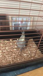 Valkparkiet jongen met kooi en toebehoren, Dieren en Toebehoren, Vogels | Kanaries, Mannelijk, Zangkanarie