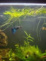 Guppys te koop BE, Vis, Zoetwatervis