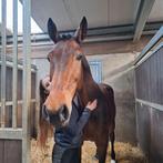 2 verzorgsters/ bijrijdsters aangeboden!, Ophalen of Verzenden