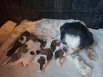 Prachtige Shih Tzu pups, Dieren en Toebehoren, Rabiës (hondsdolheid), Overige rassen, 8 tot 15 weken, Meerdere