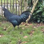 Jonge ayam cemani hanen, Dieren en Toebehoren, Pluimvee, Mannelijk, Kip
