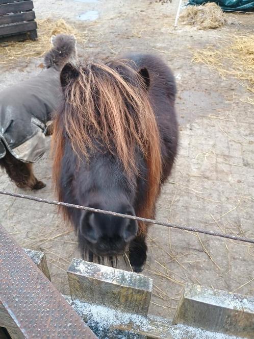 Verzorg pony aangeboden, verzorger (s) gezocht, Dieren en Toebehoren, Paarden en Pony's | Overige Paardenspullen, Ophalen