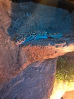 Luipaard gekko, Dieren en Toebehoren, Vis