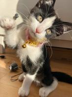 Junior poes te koop, Dieren en Toebehoren, Katten en Kittens | Overige Katten, Poes, Kortharig, 0 tot 2 jaar