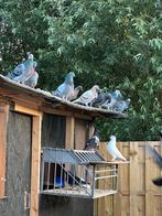 Te koop postduiven, Dieren en Toebehoren, Vogels | Duiven, Meerdere dieren, Postduif
