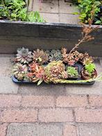 Planten, Tuin en Terras, Planten | Tuinplanten, Ophalen, Zomer, Halfschaduw