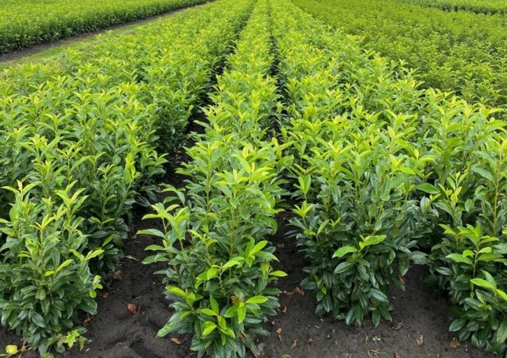 Laurier Genolia haagplanten, Tuin en Terras, Planten | Struiken en Hagen, Haag, Laurier, 100 tot 250 cm, Ophalen of Verzenden