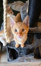 📢 Met spoed gezocht: Liefdevol thuis voor 3 rode kittens, Dieren en Toebehoren, Poes, Met stamboom, 0 tot 2 jaar