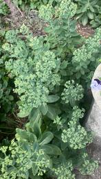 Sedum voor daktuin, Ophalen, Overige soorten, Minder dan 100 cm