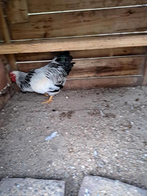 Wyandotte krielhaan, Dieren en Toebehoren, Pluimvee, Kip, Mannelijk