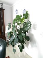 Monstera plant groot, Huis en Inrichting, Kamerplanten, Ophalen of Verzenden, Halfschaduw, 100 tot 150 cm